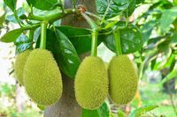 Ini 5 Sayuran Favorit untuk Diolah Jadi Sayur Gurih