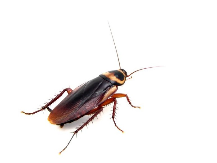 Banyak penelitian yang tak biasa, salah satunya racun kalajengking dan antibodi kecoak. Foto: iStock Banyak penelitian yang tak biasa, salah satunya racun kalajengking dan antibodi kecoak. Foto: iStock