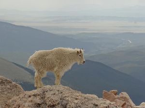 Deretan Fakta Unik Kambing Gunung, Ternyata Bukan Termasuk Jenis Kambing!