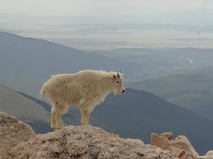Kambing Gunung Bisa Mendaki di Tebing Tanpa Terjatuh, Gimana Caranya?