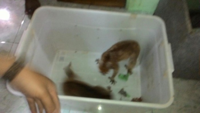 Kukang, Hewan Mungil ini Terjatuh dari Pohon dan Diselamatkan Warga