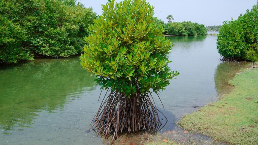 DPR Temukan Pohon Mangrove Dikirim Jadi Arang Ilegal ke Singapura-Malaysia