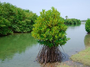 DPR Temukan Pohon Mangrove Dikirim Jadi Arang Ilegal ke Singapura-Malaysia