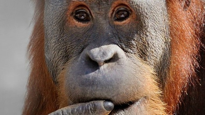 Riset: Orangutan Ternyata Meniru Bahasa Manusia