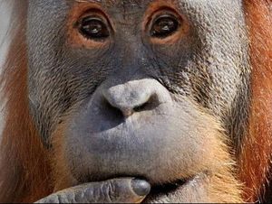 2 Orangutan Sumatra yang Diselundupkan ke Thailand Dipulangkan ke RI