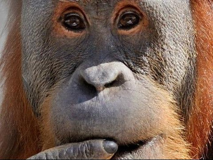 Orangutan meniru bahasa manusia