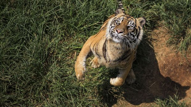 Mengaum Gambar Harimau Putih Marah - Rahman Gambar