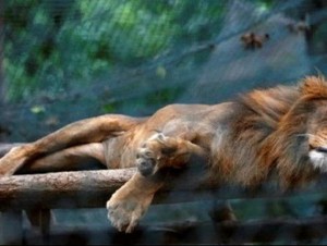 Puluhan Hewan di Kebun Binatang Venezuela Mati Kelaparan
