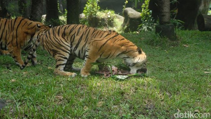 Serunya Harimau Benggala Berebut Tumpeng World Tiger Day