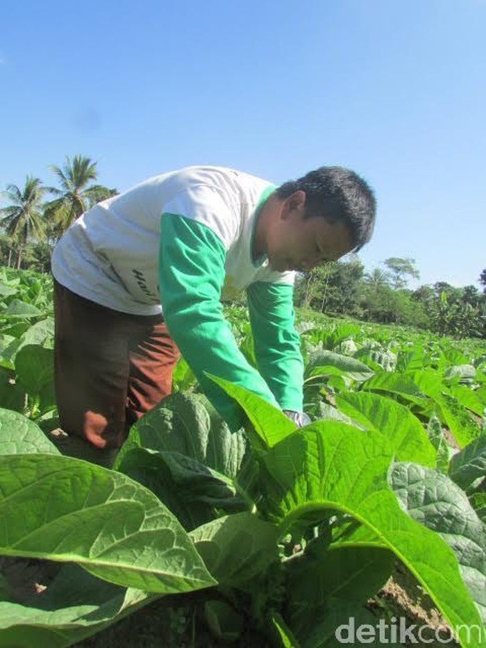 Kekurangan Pasokan, RI Masih Impor Ratusan Ribu Ton Tembakau