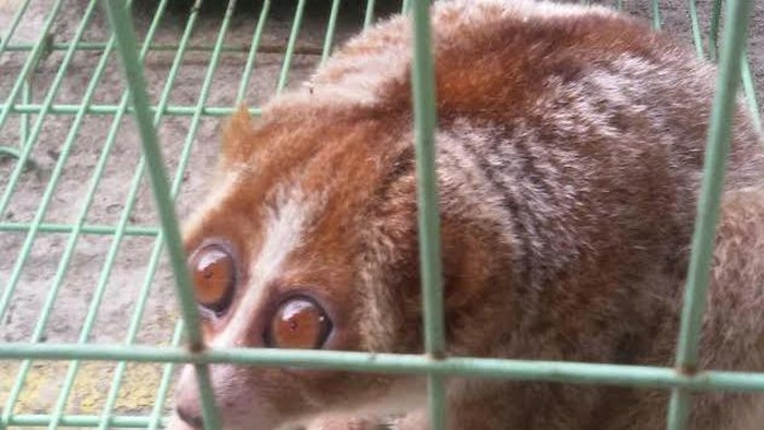 Pembalakan Liar dan Exotic Pet Berisiko Munculkan Penyakit Zoonosis Baru