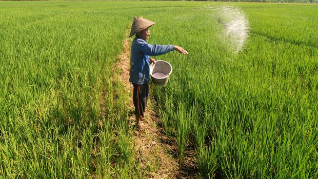 Petani Keluhkan Pupuk Kurang, Jokowi Dapat Masukan Stok Aman