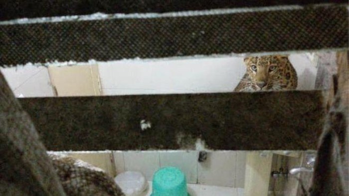 Pasangan di India Dikejutkan Macan yang Masuk Kamar Hotel