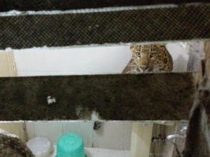 Pasangan di India Dikejutkan Macan yang Masuk Kamar Hotel