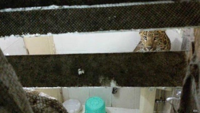 Aum! Macan Tutul Nyelonong Masuk ke Kamar Hotel di India