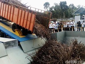 Ingin Swasembada Gula, Kementan Usul Buka Hutan untuk Perkebunan Tebu