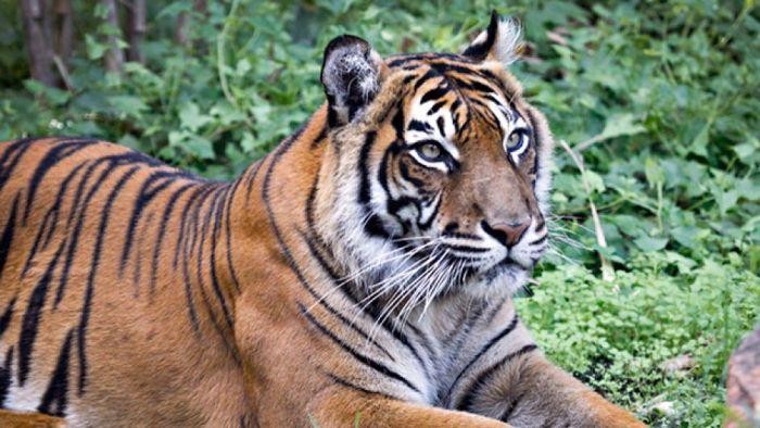 Kena Kanker, Setia Si Harimau Sumatera Disuntik Mati di Perth Zoo