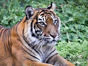 Jatuh ke Kandang Macan, Turis di China Tewas Diterkam