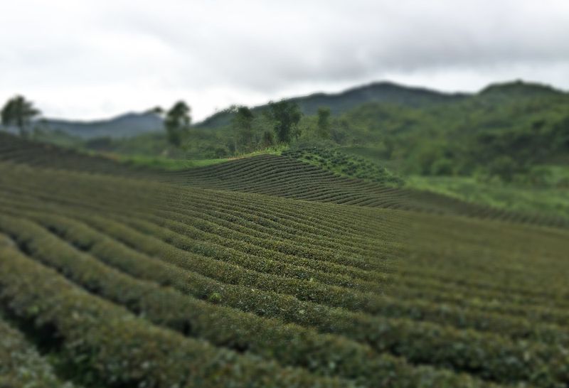 Kebun teh