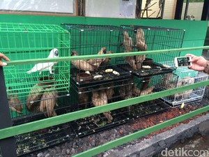 Komisi IV Minta Menteri LHK Serius Tangani Penyelundupan Burung Langka