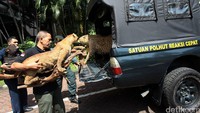 Setelah penyerahan tersebut, kasus perdagangan satwa dilindungi tersebut segera disidangkan. 