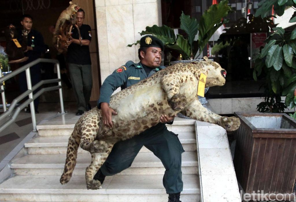 Petugas memeriksa barang bukti saat pengungkapan kasus perdagangan satwa dilindungi di Kementerian Lingkungan Hidup dan Kehutanan, Jakarta, Rabu (03/08/2016). Kementerian LHK melakukan penyerahan tahap II yaitu tersangka Eddy Saputra Wijaya Kho dan sejumlah barang bukti ke Kejaksaan Negeri Jakarta Barat untuk disidangkan. Grandyos Zafna/detikcom