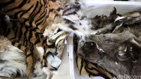Petugas Kejaksaan juga mengamankan kulit-kulit satwa dilindungi.
