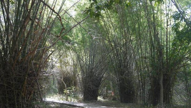 pohon bambu
