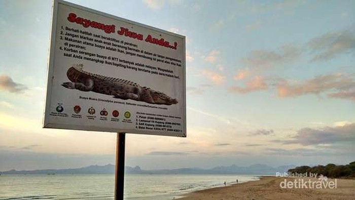 Akan Ada Sayembara Tangkap Buaya di NTT, Hadiahnya Rp 5 Juta per Ekor