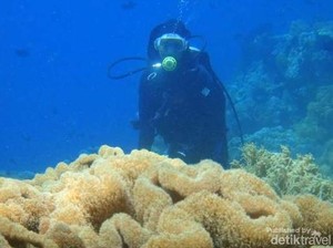 Surga Ada di Bawah Laut Indonesia