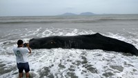 Marine Species Conservation Coordinator WWF Indonesia, Dwi Suprapti mengatakan, ada kemungkinan paus itu mati karena asupan cemaran sampah plastik jika berjumlah banyak. Dwi menyebut, mekanisme tubuh mahluk hidup sebenarnya dapat mengeluarkan benda asing secara natural asalkan jumlahnya tidak banyak, tidak menyumbat dan tidak menginfeksi saluran pencernaan atau bahkan meracuni tubuh. Total berat basah sampah dalam perut bangkai paus itu mencapai 5,9 kg. WWF Indonesia menegaskan mereka belum tahu pasti penyebab kematian paus itu. (Ilustrasi paus sperma. Foto: Agus Setyadi)