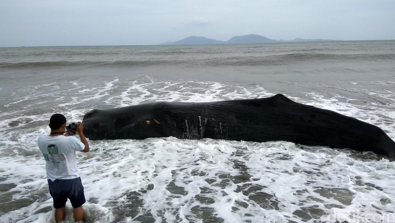 Bangkai Paus Ditemukan di Wakatobi, Isi Perutnya Sampah Plastik Bangkai Paus Ditemukan di Wakatobi, Isi Perutnya Sampah Plastik