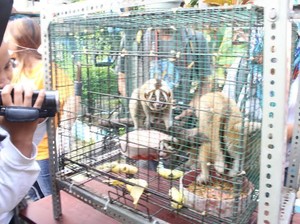 Penjualan Enam Satwa Langka Dilindungi Berhasil Digagalkan