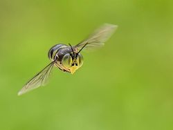 Mendalami Kehidupan Serangga dari Mata Kamera