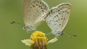 Karena setiap serangga punya kebiasaan yang berbeda-beda. Foto: Balox