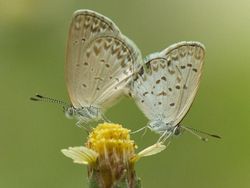 Mendalami Kehidupan Serangga dari Mata Kamera