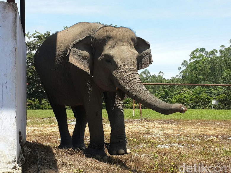 Sepenggal Kisah Gajah-gajah yang Dipelihara di Alam Bebas Siak Riau Sepenggal Kisah Gajah-gajah yang Dipelihara di Alam Bebas Siak Riau