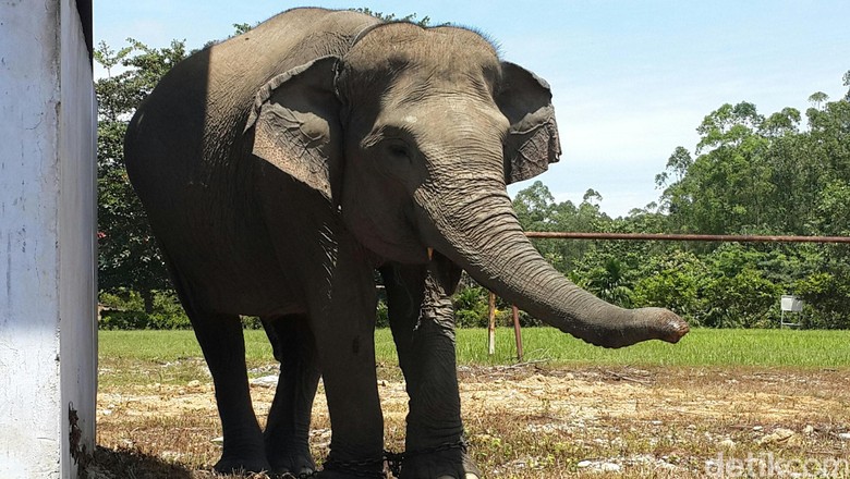 Kelaparan, Gajah di Riau Bikin Heboh Masuk ke Dapur Warga Kelaparan, Gajah di Riau Bikin Heboh Masuk ke Dapur Warga
