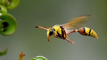 Adapun speed yang digunakan 1/1500s sampai dengan 1/3200s. Foto: Balox