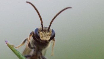 Ia menyarankan arah menembak objek usahakan menghadap arah matahari agar mendapat backlight. Foto: Balox