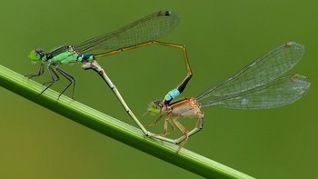 Ada pula serangga yang langsung terbang. Foto: Balox