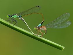 Mendalami Kehidupan Serangga dari Mata Kamera