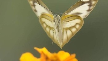 Saat memotret serangga besar, ia menyeting F5,6 atau F6,3. Foto: Balox