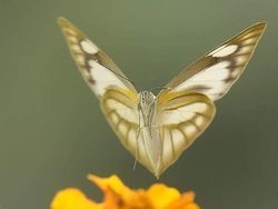 Mendalami Kehidupan Serangga dari Mata Kamera