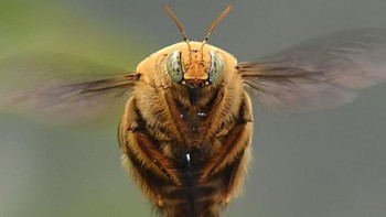 Adalah Balox, ia memotret makro kehidupan pada serangga. Foto: Balox