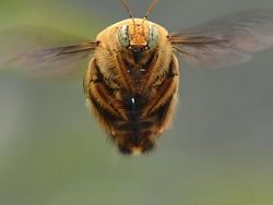 Mendalami Kehidupan Serangga dari Mata Kamera