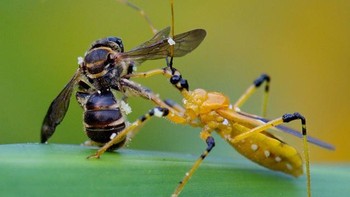 Saat memotret, pria yang berdomisili di Palangkaraya ini menggunakan kamera Nikon D750 dan lensa mackro Nikkor 105mm F2.8. Foto: Balox