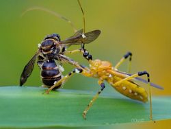 Mendalami Kehidupan Serangga dari Mata Kamera