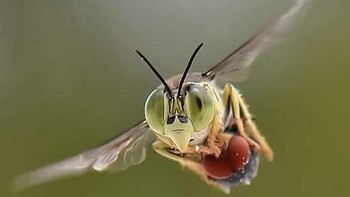 Untuk melihat karya foto macro dari Balox dapat membuka akun instagramnya di @balox_berhati_nyaman. Foto: Balox