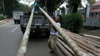 Batang pohon pinang ini didatangan dari sejumlah daerah.